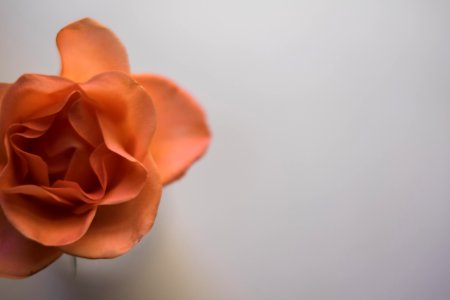 Flower, Rose, Orange photo