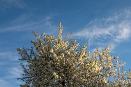 Flowering, Gardening, Growth