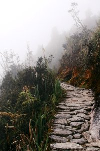 gray rock pathway between green plants photo