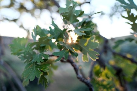 Val verde, Branches, Leaves