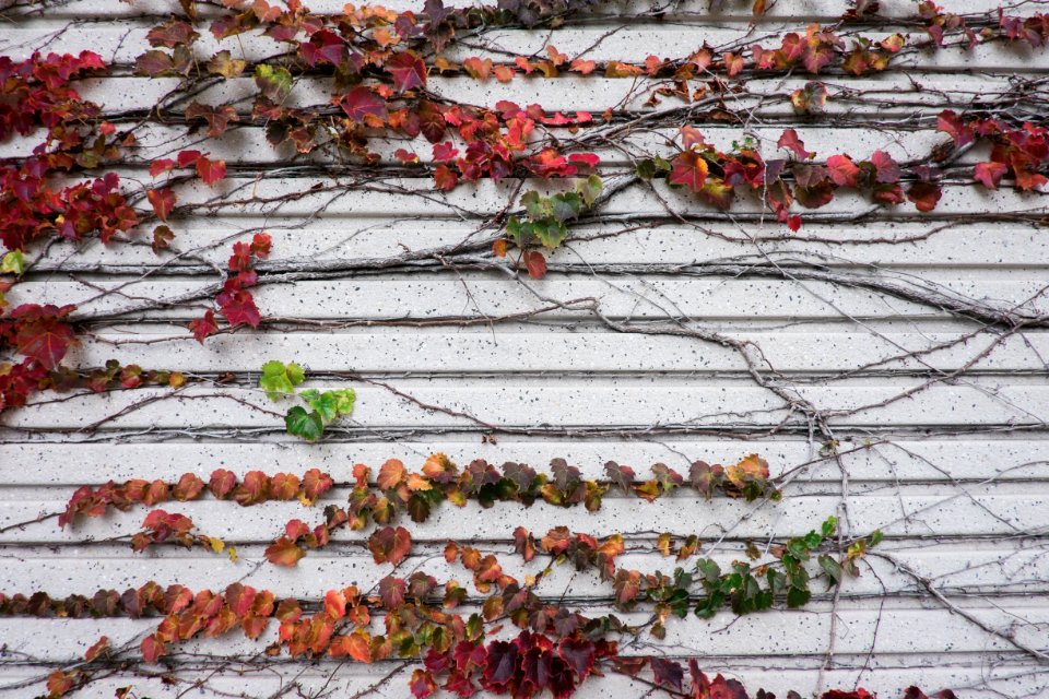 Culver city, United states, Dying