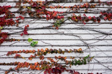 Culver city, United states, Dying