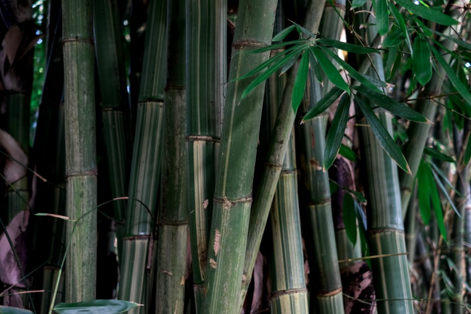 Kauai, United states, Outdoors