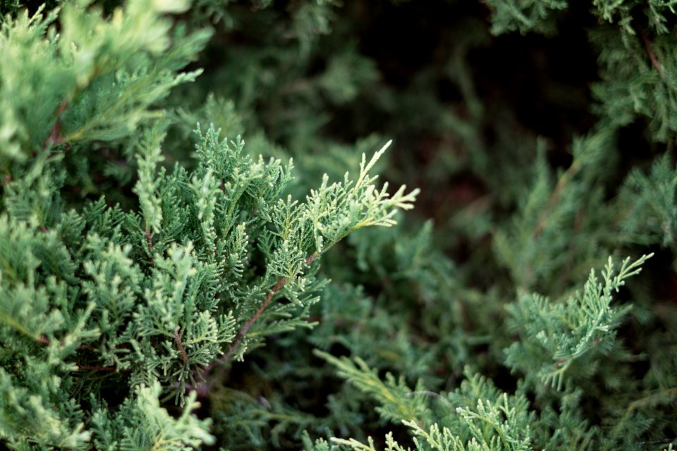 Nature, Conservation, Bushes