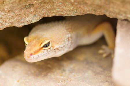 Cave protection camouflage