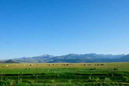 Siskiyou county, United states, Meat