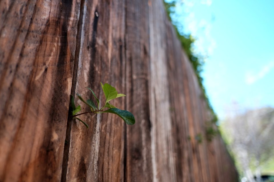 Summer, Spring, New growth