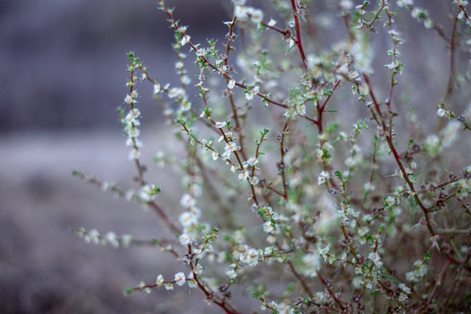 Nature, Mountains, Flowers