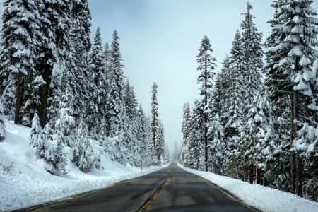 road surrounded by pine trees with white snow during daytime photo