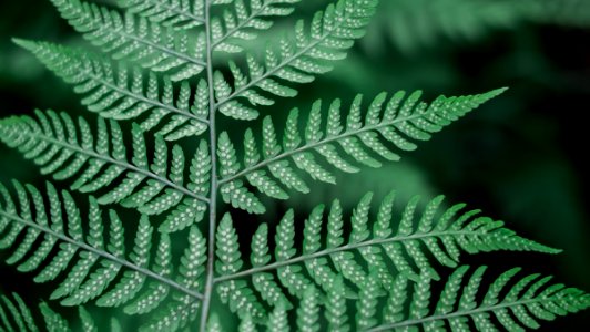 shallow photography of green leafed plant photo