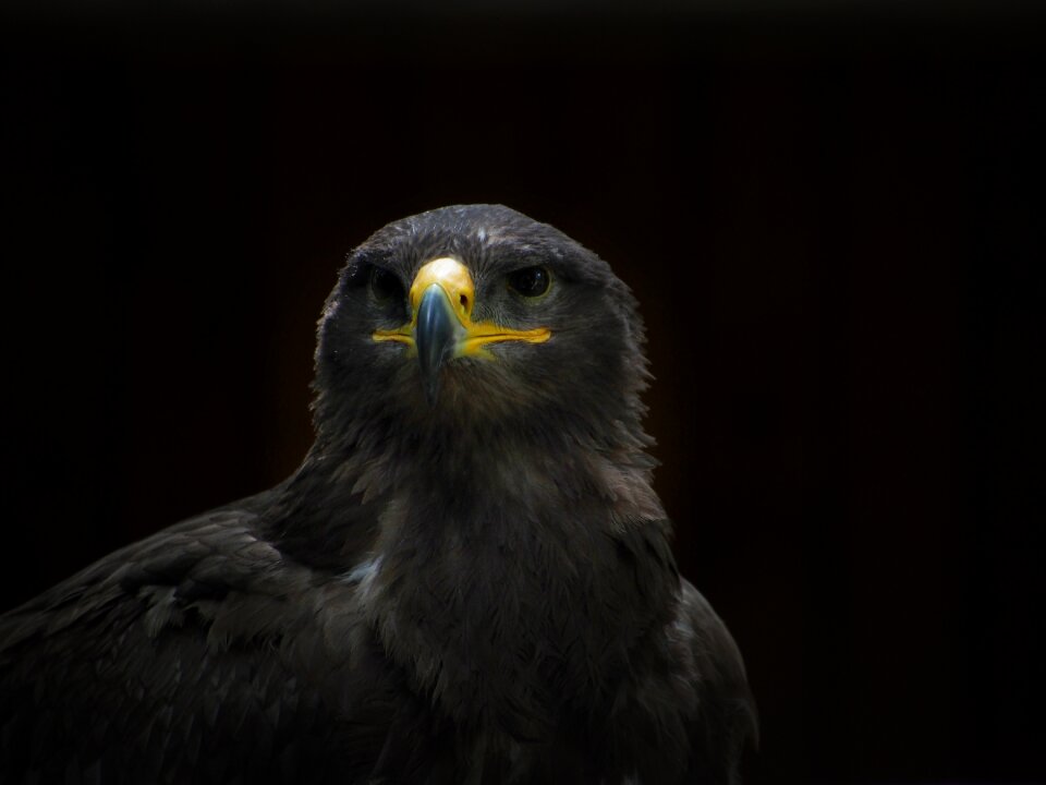 Raptor falkner nature