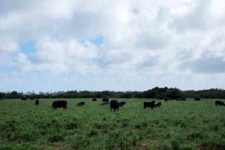 Kauai, Green, United states