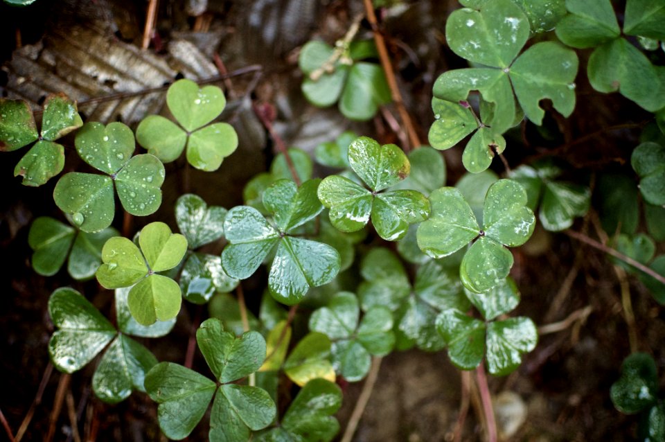 Nature, Plants, Dewy