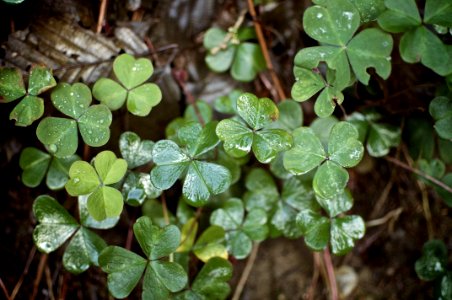Nature, Plants, Dewy