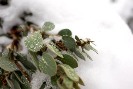 Snowing, Evergreen, Cold photo