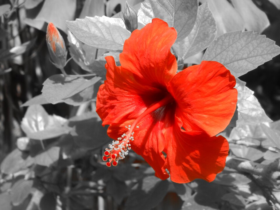 Flowers nature garden