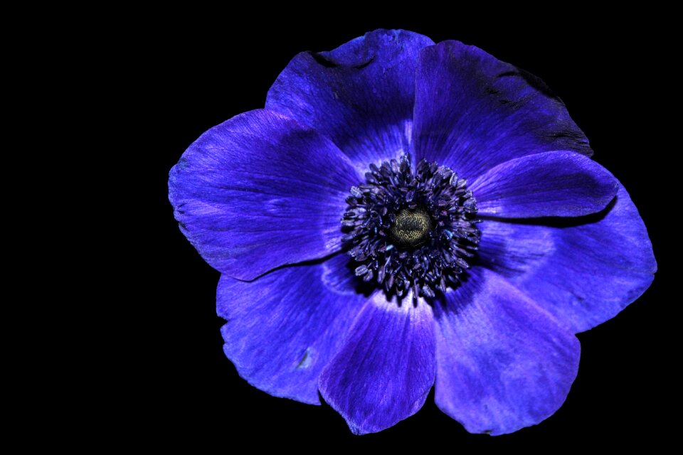 Hahnenfußgewächs blue black background