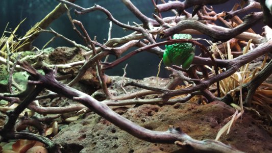 California academy of sciences, San francisco, United states