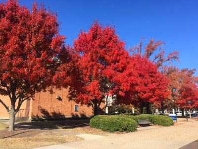 Fall trees leaves