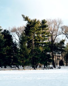 Central park, New york, United states photo