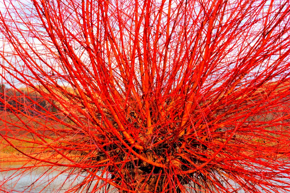 Grazing greenhouse nature branches