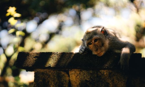 monkey laying on wall