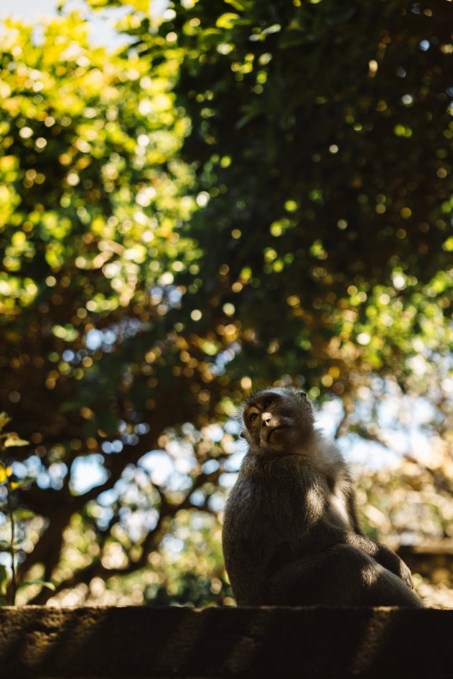 Streaks, Bokeh, Sitting photo