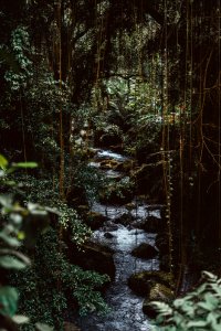 water flowing in forest