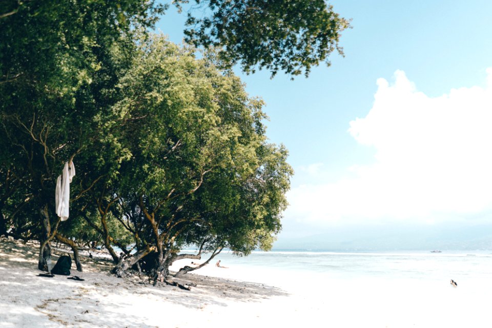 photo of green leafed tree