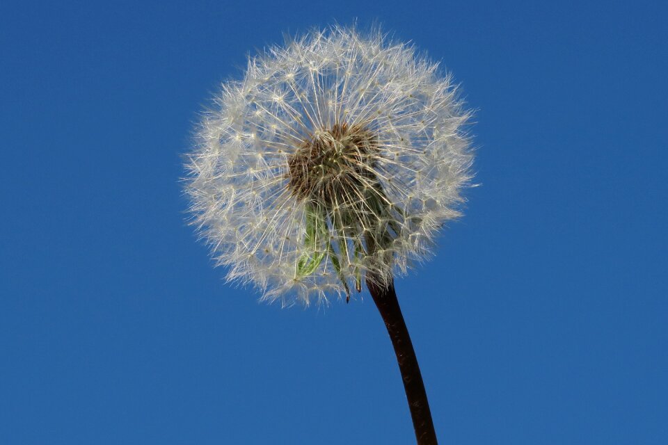 Dandelion flower egret dandelion