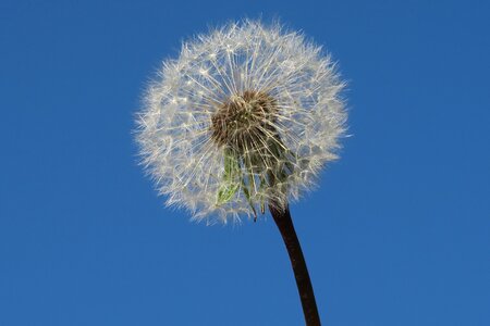 Dandelion flower egret dandelion