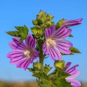 Flower plant spring
