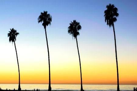 silhouette of palm trees during orange sunset