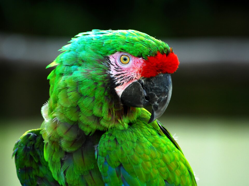 Ara bird animal