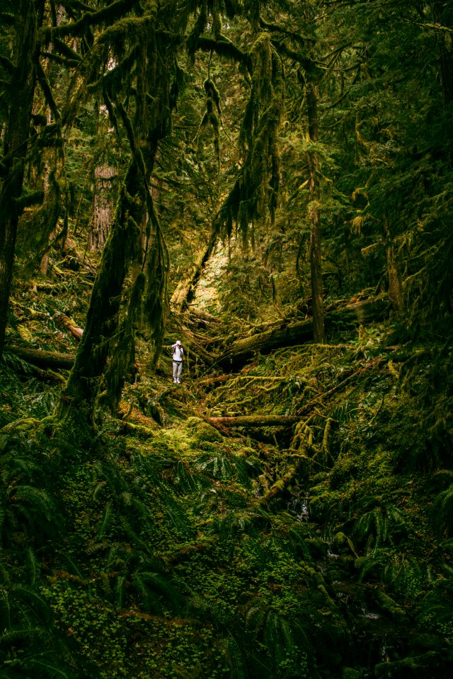 Cougar hot springs trail, United states, Creek