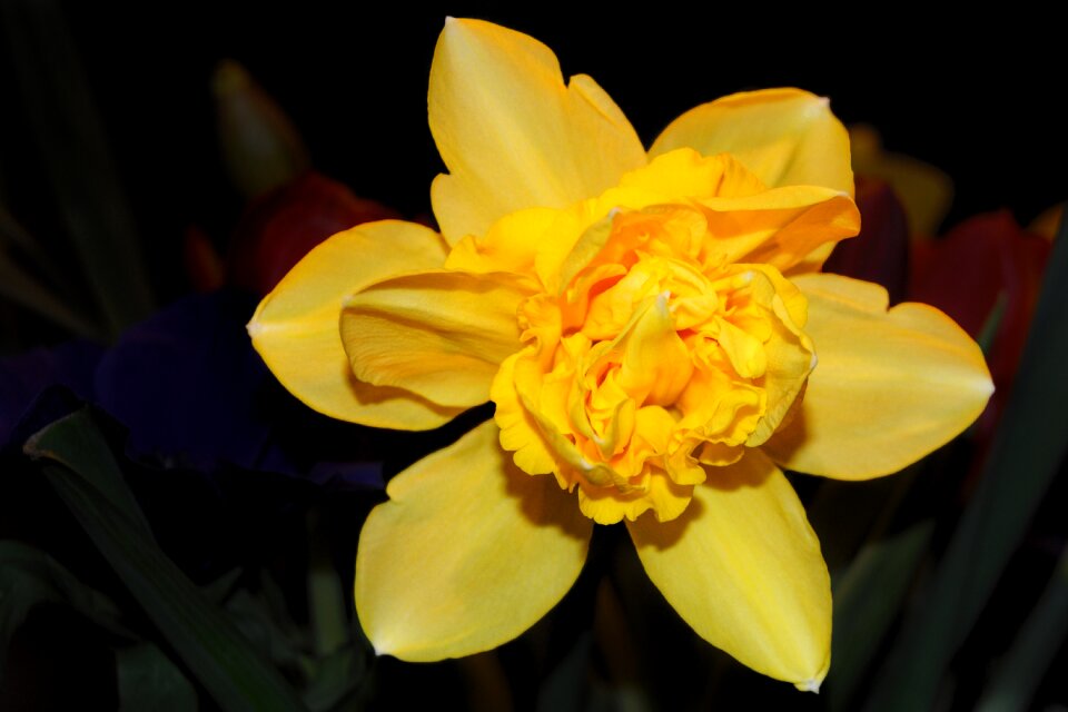 Narcissus daffodil spring