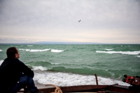 Lake, Sea mew, Thinking