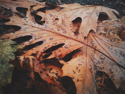 Fall, Rain, Leaves photo
