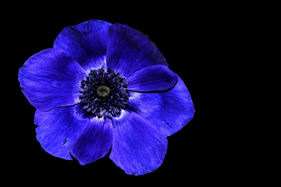 Hahnenfußgewächs blue black background