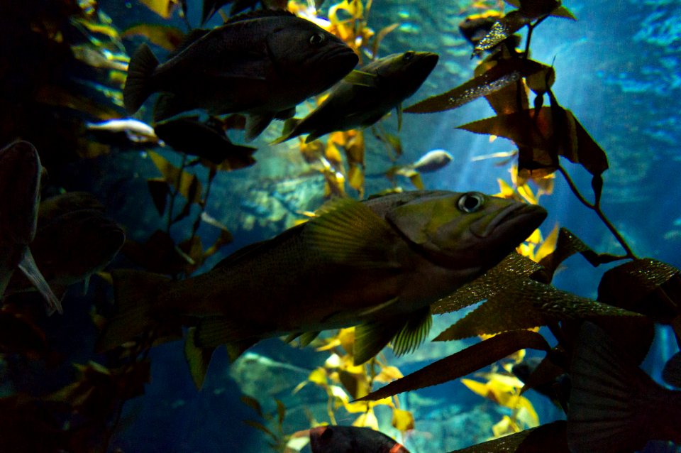 Aquarium, Fish, Underwater