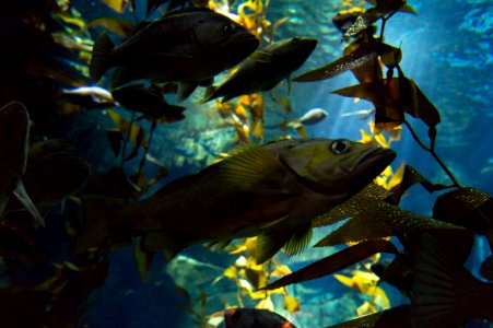 Aquarium, Fish, Underwater photo