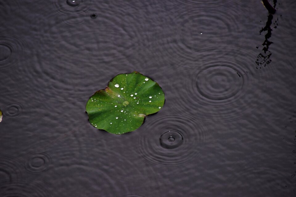 Water droplets lotus leaf the water