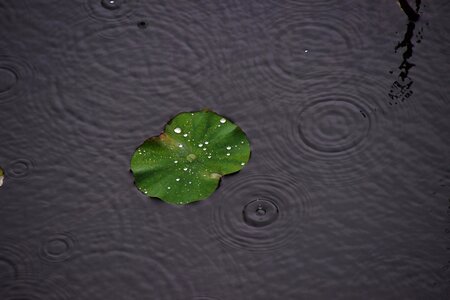 Water droplets lotus leaf the water