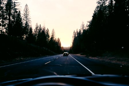 Yosemite valley, United states, Redwoods