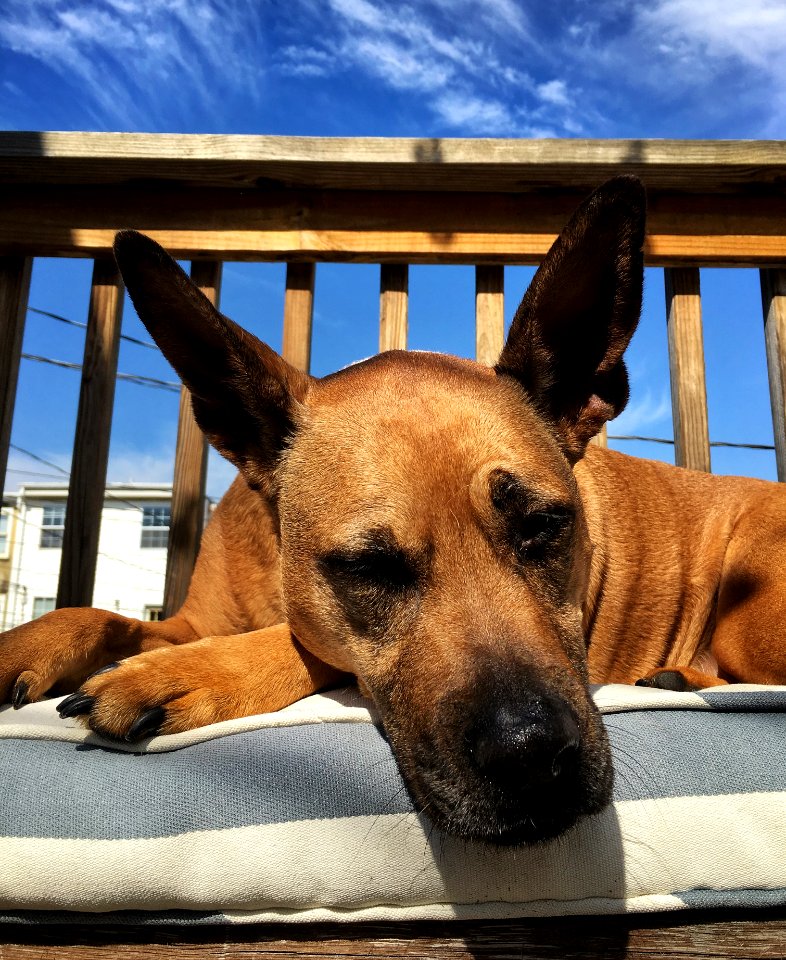 Ears, Puppy, Blue skies