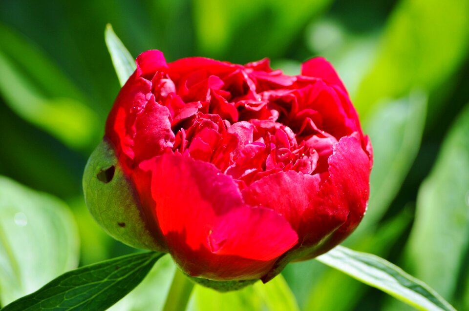 Red blossom bloom