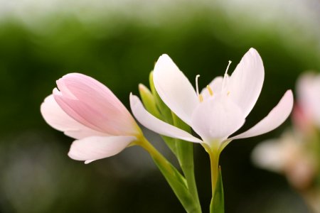 County kerry, Irel, Flower