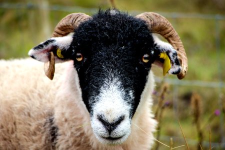 Goat, Countryside