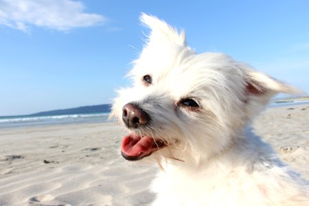 Happy, Smile, Beach