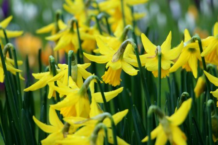 yellow petaled flower field photo